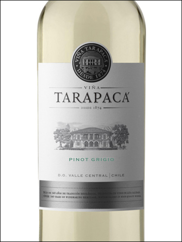 фото Vina Tarapaca Pinot Grigio Винья Тарапака Пино Гриджио Чили вино белое