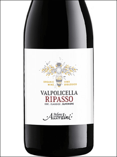 фото Stefano Accordini Valpolicella Ripasso Classico Superiore DOC Стефано Аккордини Вальполичелла  Рипассо Классико Супериоре Италия вино красное