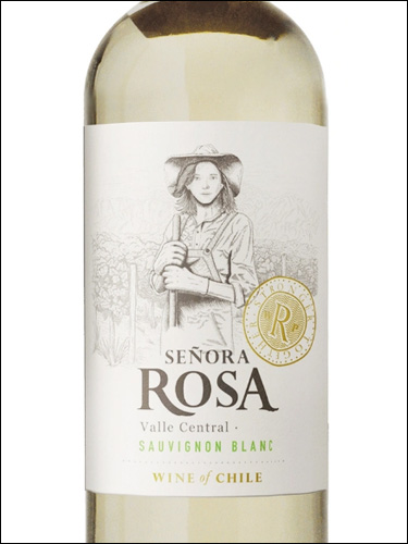 фото Senora Rosa Sauvignon Blanc Сеньора Роса Совиньон Блан Чили вино белое